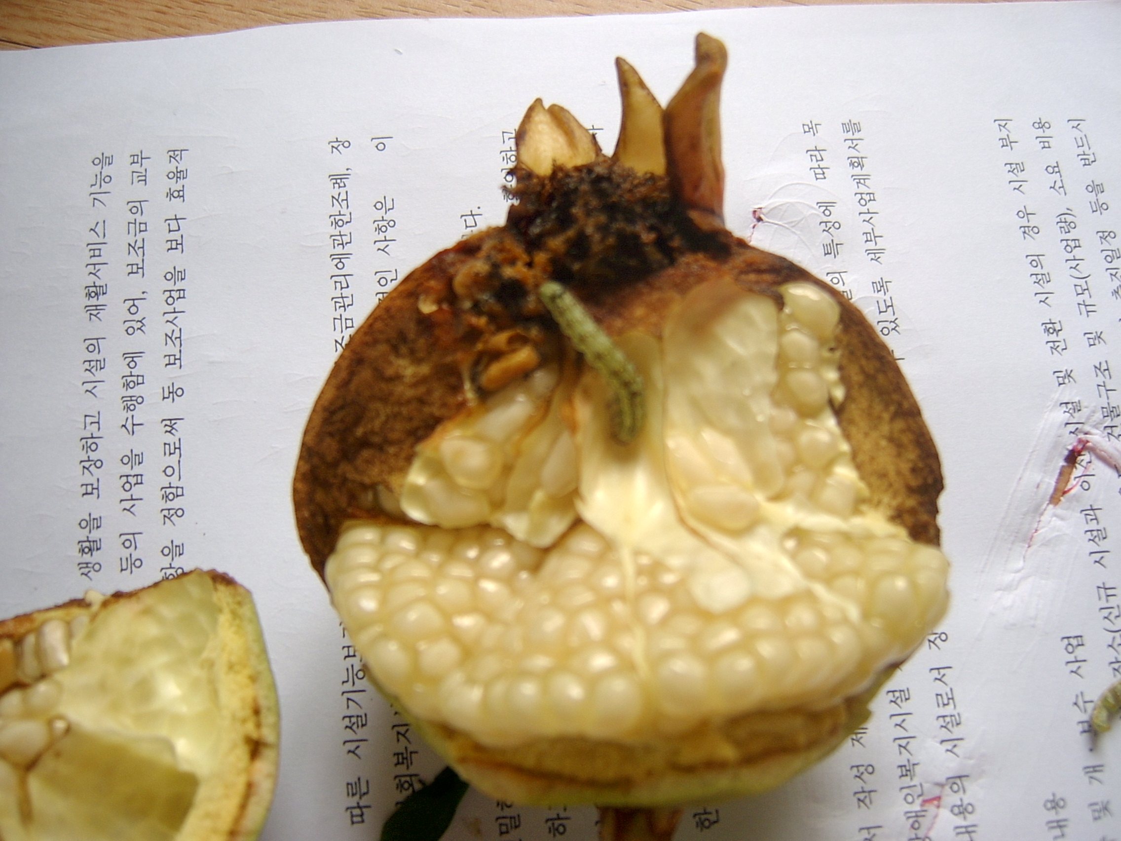 해충에 대해 질문드립니다